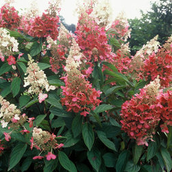 Pinky Winky&reg; Hardy Hydrangea - Plants