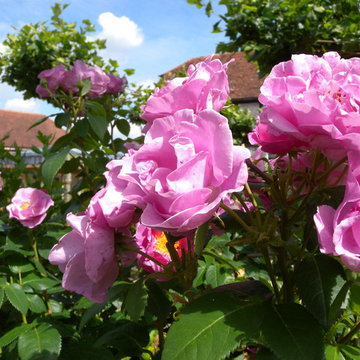 Ponds, Pergola's and Pom Pom's