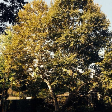 Our Tree Services