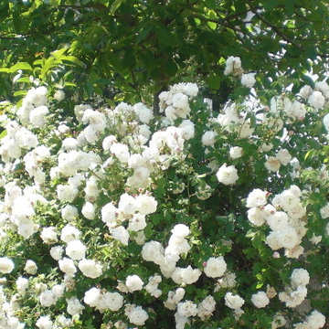 Gartenimpressionen