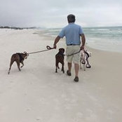 Harmony RIdge Boxers's photo