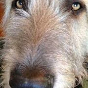 Rufus Bourget's photo