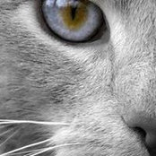 Wilfrid Ossola's photo