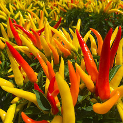 Featured Plants - Products