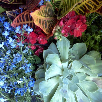Container Plantings Spring Summer