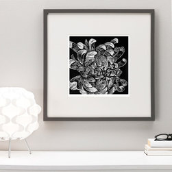 Chrysanthenmum Flower by Matthew Broughton - Fine Art Prints