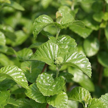 All That Glows™ Viburnum