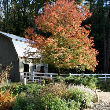 Acer rubrum