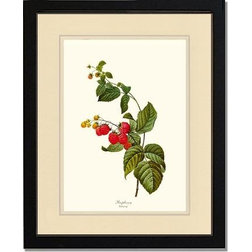 Traditional Prints And Posters Vintage Botanical Fruit Art Print, Raspberry, Cream, 8"x10", Black Frame