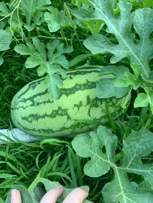 Will new melons grow slower than the first melons that set? Pics.