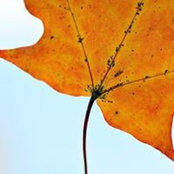 Lisa Weldy's photo