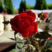 Rose Roses foto