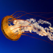 Arvin Saloum's photo