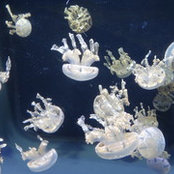 guthoys foto