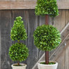 Preserved Boxwood Mixed Topiary - 36 Inch