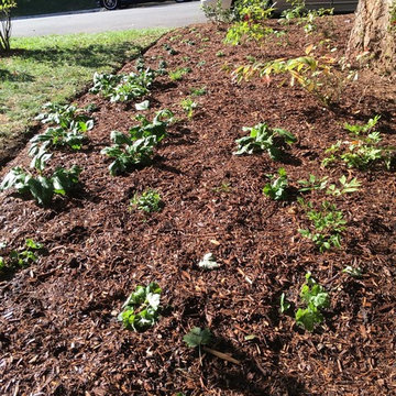 Native Plant Gardens | Bed Shut Planted