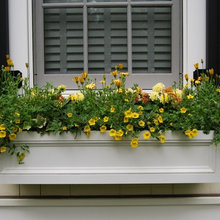 Window boxes