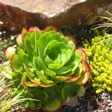 backyard plants