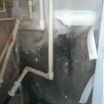 mold remediation