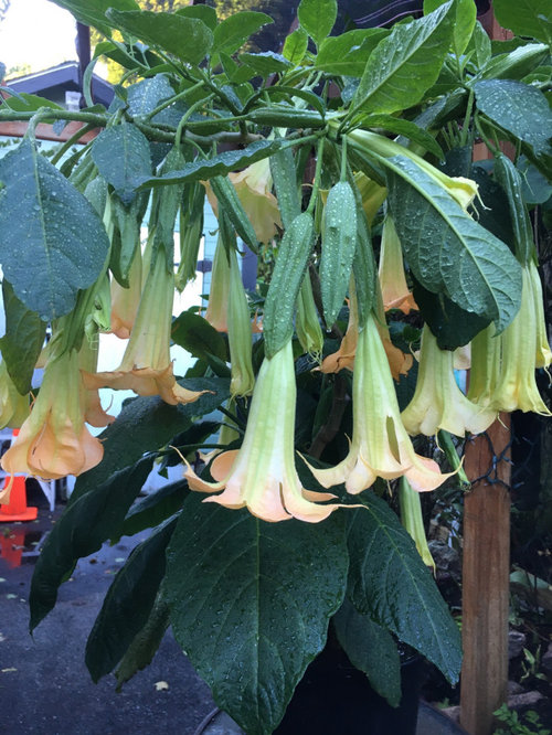 My Brugmansia in a 2 gallon pot flowering like crazy