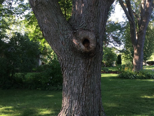 Large Rotting Hole In Silver Maple Tree