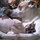 debbie_archambault