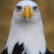 Harry Norris's photo