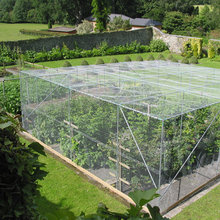 fruit tree orchard