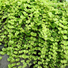 Garden & yard