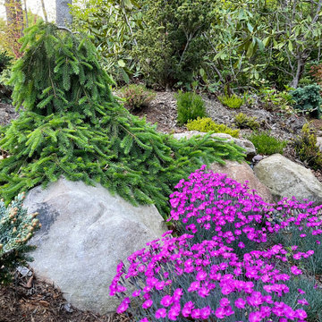 Picea abies 'Formanek' with 'Firewitch' dianthus