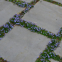 Dove garden
