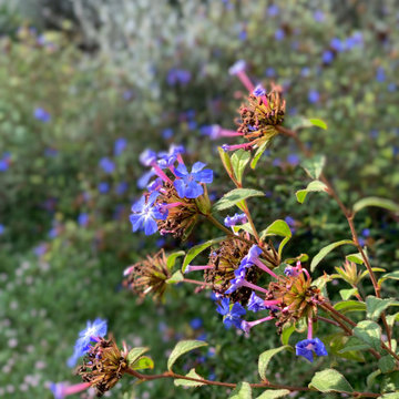 giardino contemporaneo a basso impatto ambientale