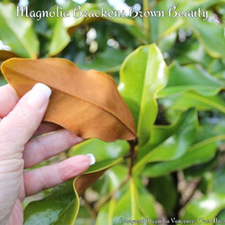 Evergreen Magnolia's - Outdoor Products