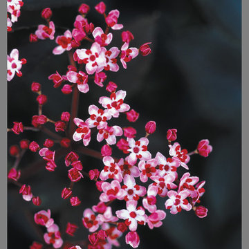 Black Beauty™ Elderberry (Sambucus)