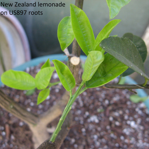 My cold hardy citrus trees.