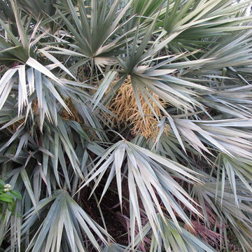 Saw Palmetto (Serenoa repens)