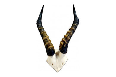 Antlers Skulls and Horns