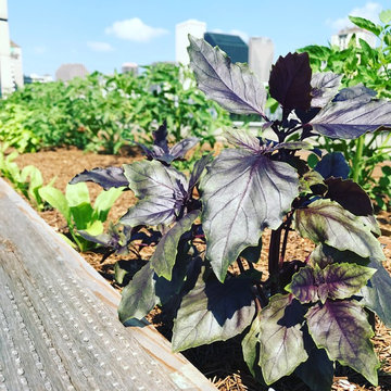 Rooftop Garden at the Ernest. M. Morial Convention CEnter