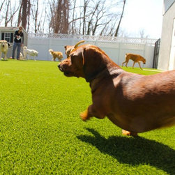 Pet Turf - Products