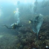 Dennis Linardy's photo