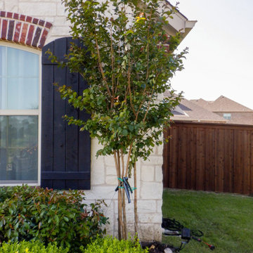 Flowering Trees & Shrubs