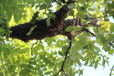 Bee Swarm Rescue and Relocation Honeybees