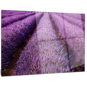 "Endless Rows of Lavender Field" Metal Wall Art, 28"x12"
