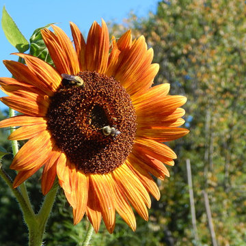 NWA Permaculture Gardens 2017