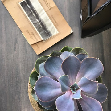 Poinsettia