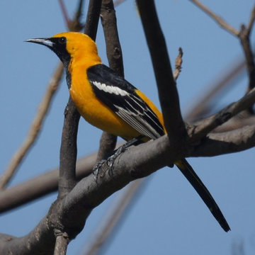 Hooded Oriole