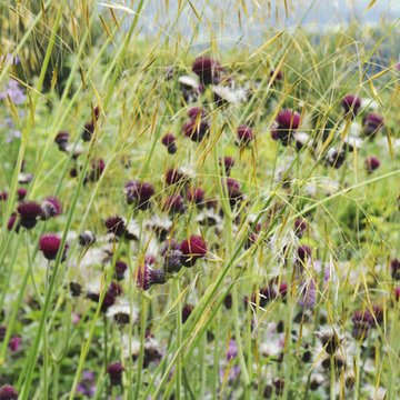 Planting design landscape elements