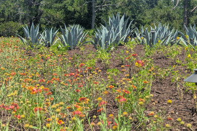 Design ideas for a landscaping in Tampa.