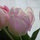 tulipfrills