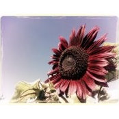 Janelle Franc's photo